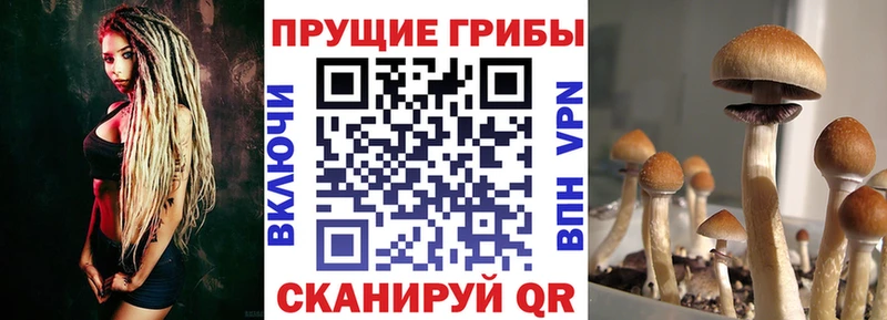 Купить где  Южа  Галлюциногенные грибы прущие грибы 